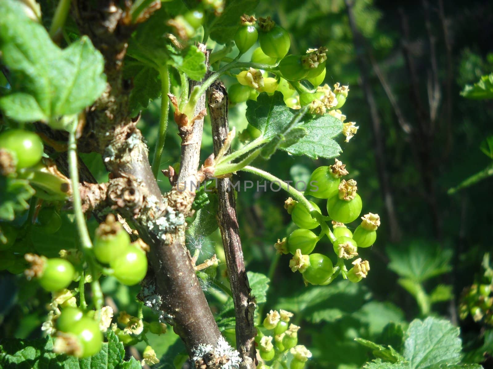 Green berries by MonicaWestrum