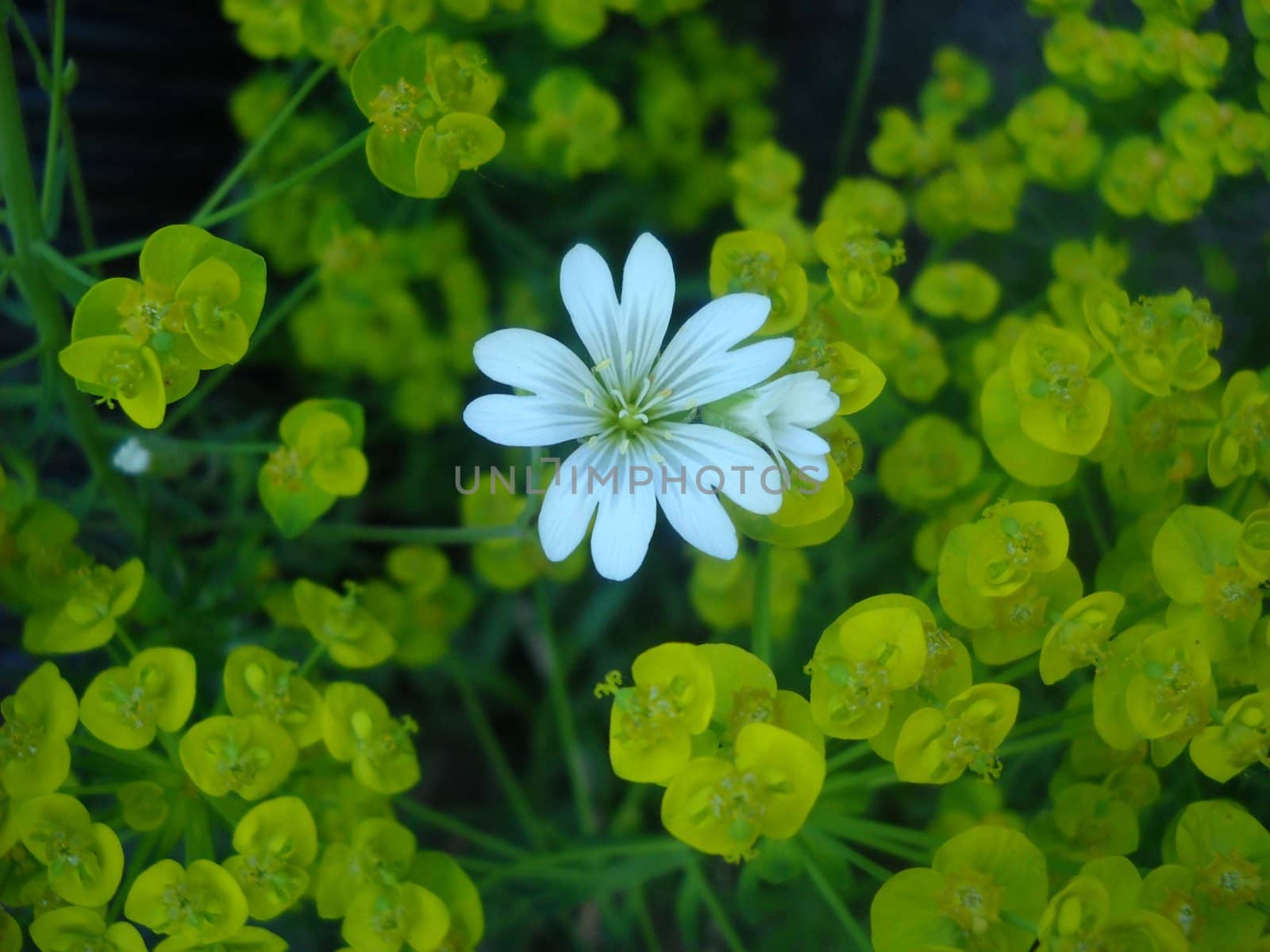 White flower on yellow background