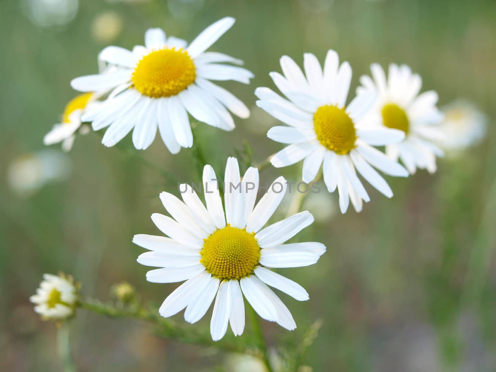 Marguerite flowers, grouped together, towards fresh green background