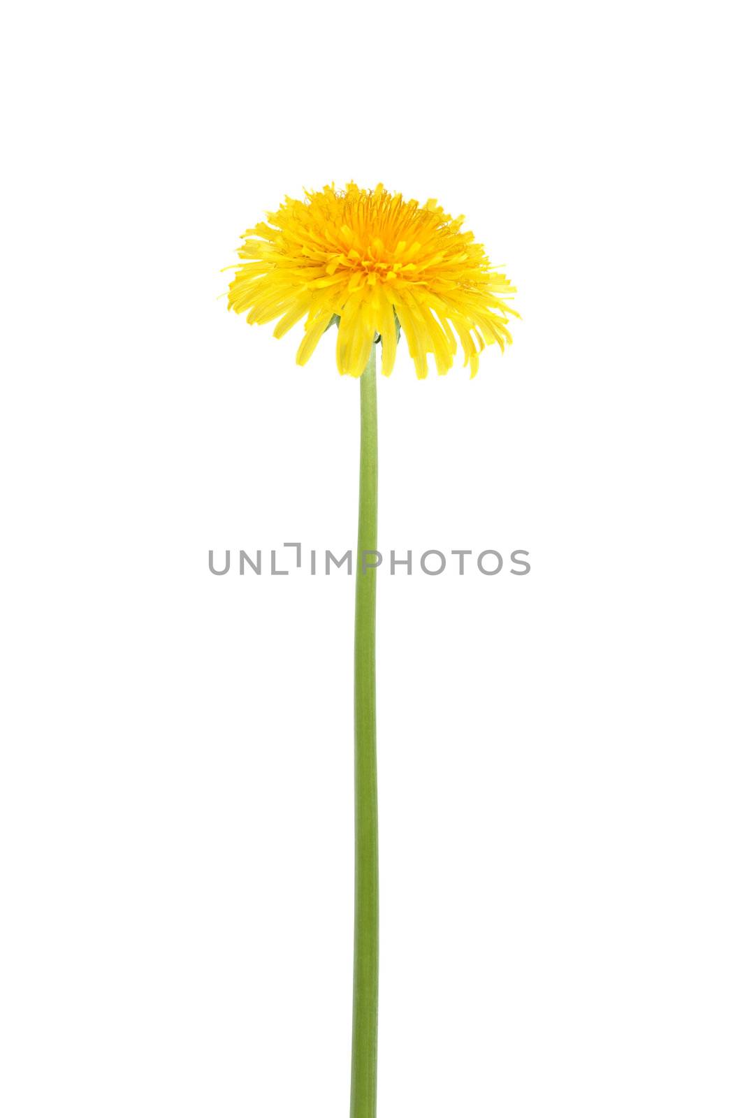 Dandelion flower with long stem on white background