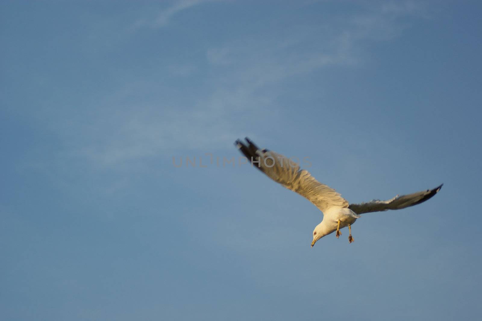Sky; sea gull; bird; freedom