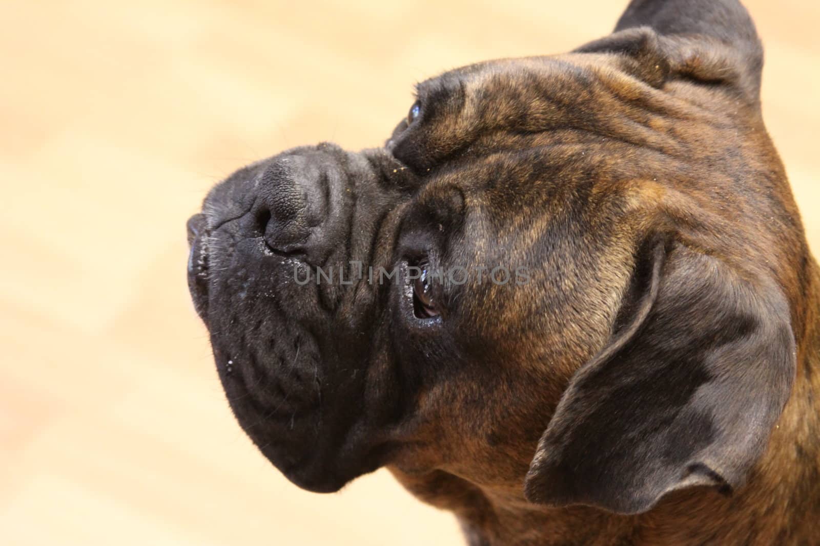 Boxer dog close up.