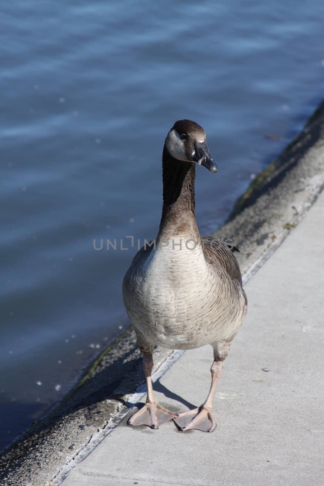 Close up of a funny looking Canadian goose showing his face.