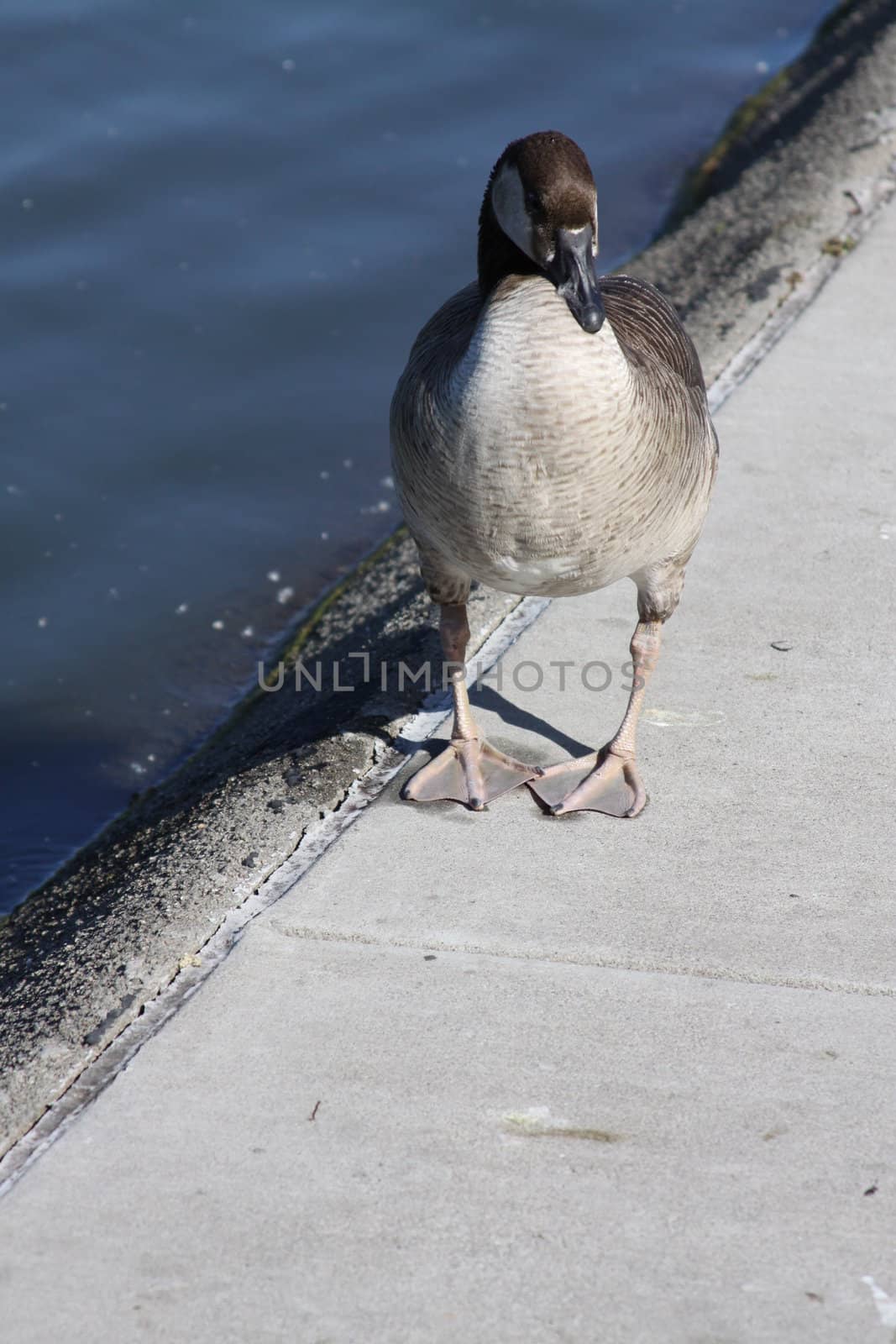 Close up of a funny looking Canadian goose showing his face.