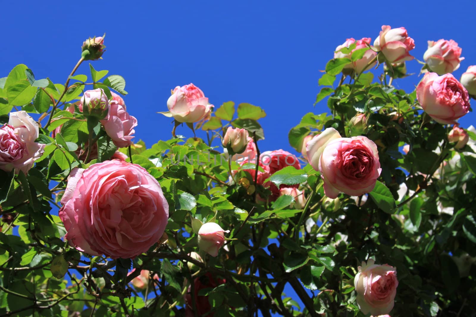 Pink rose flowers on a sunny day.