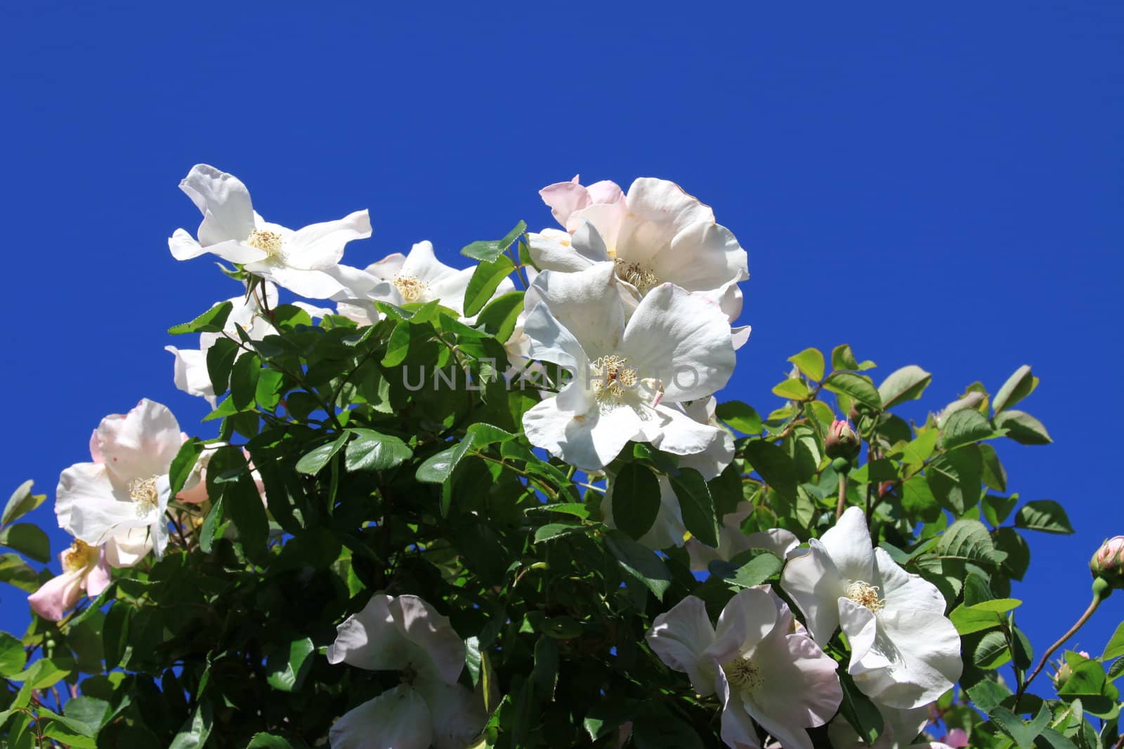 White rose flowers on a sunny day.