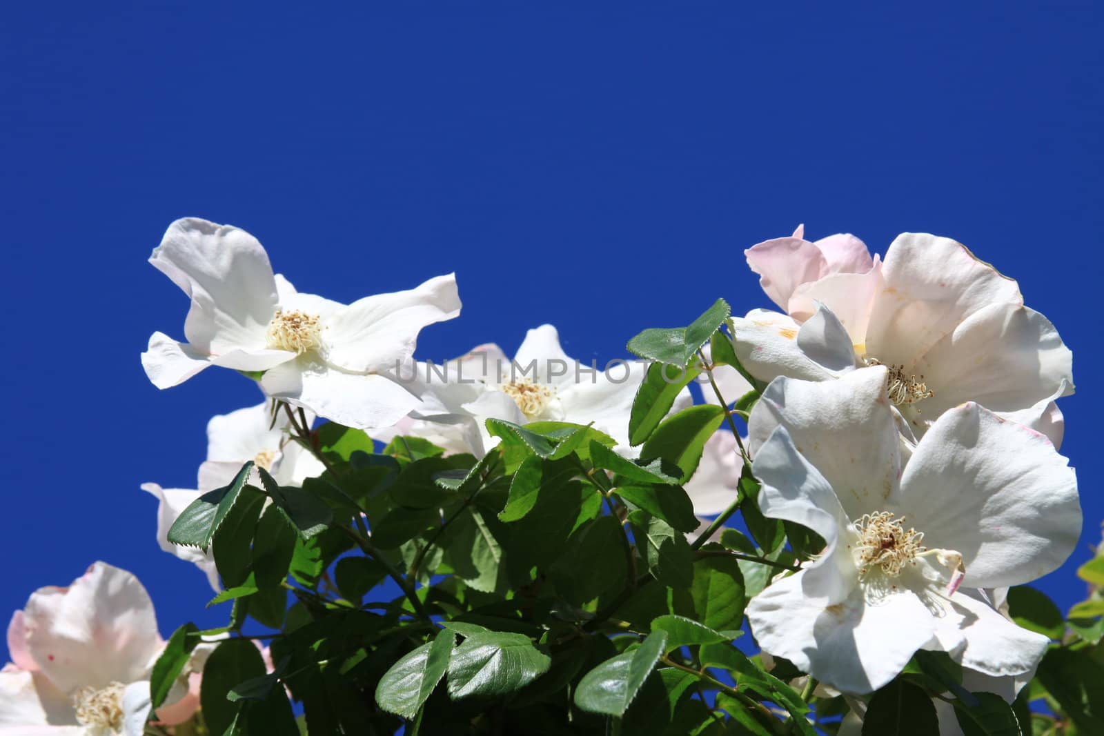 White rose flowers on a sunny day.