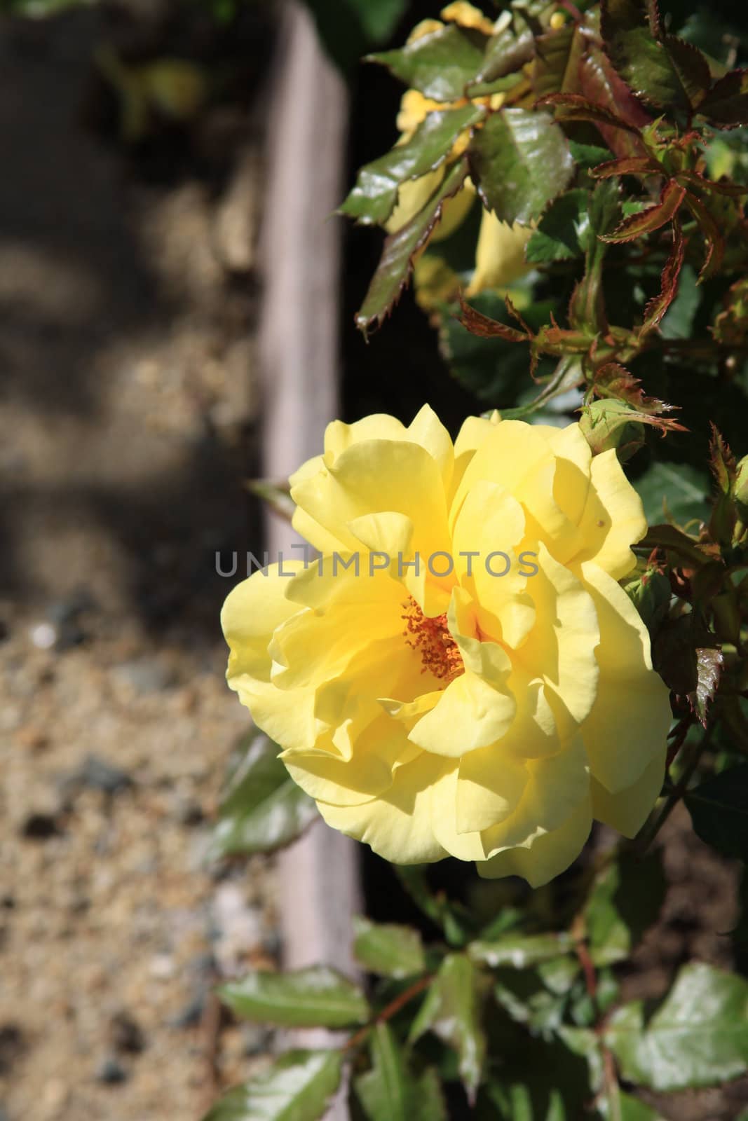 Yellow rose flower on a sunny day.