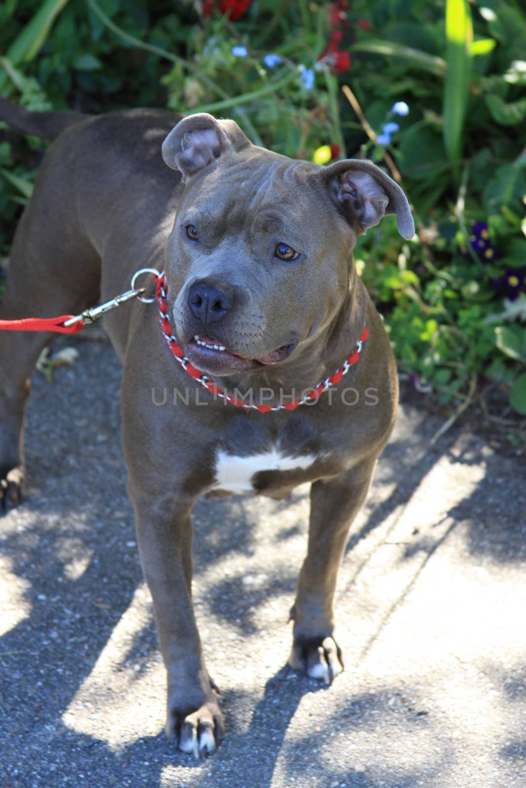 Close up of a pitbull in a park