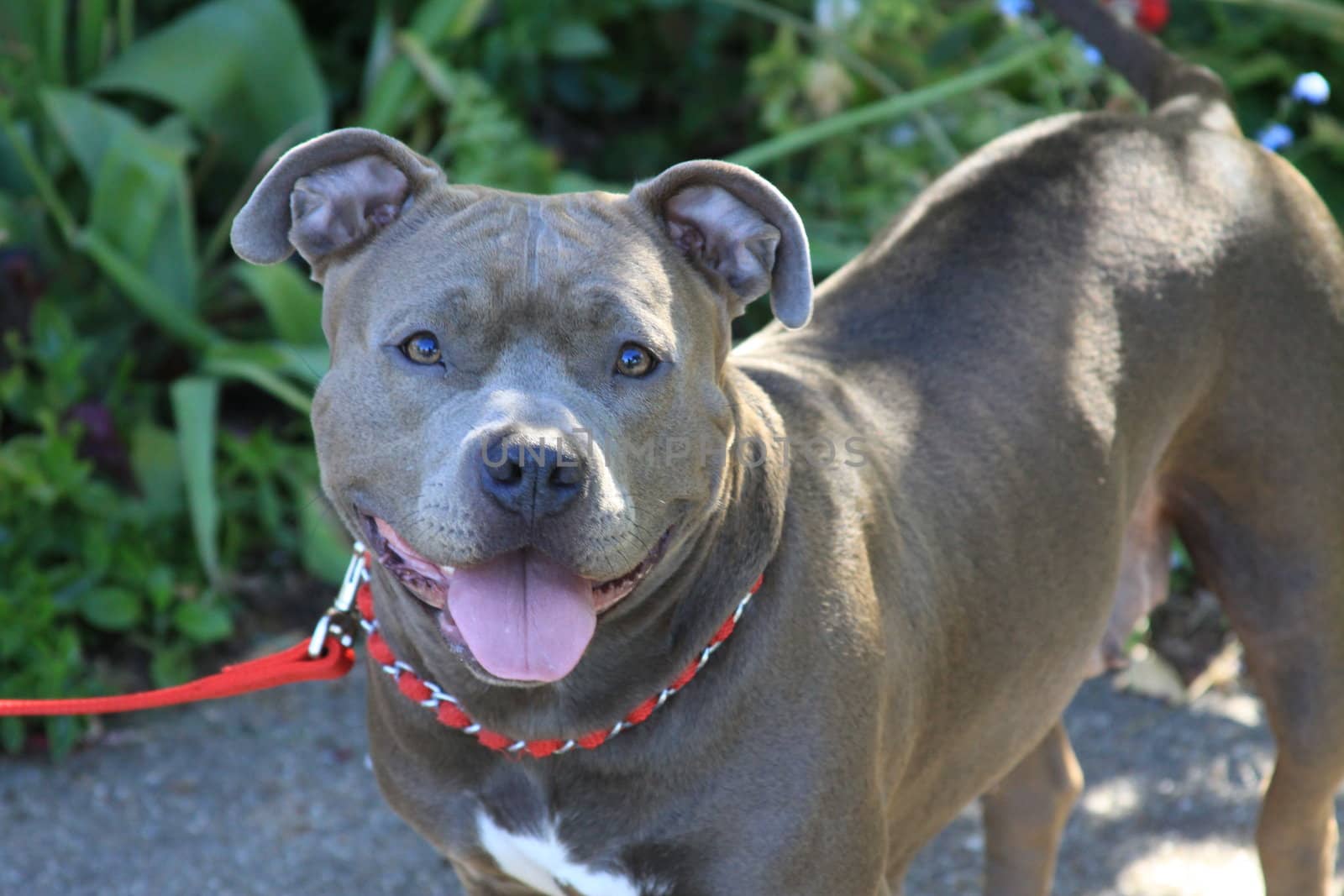 Close up of a pitbull in a park