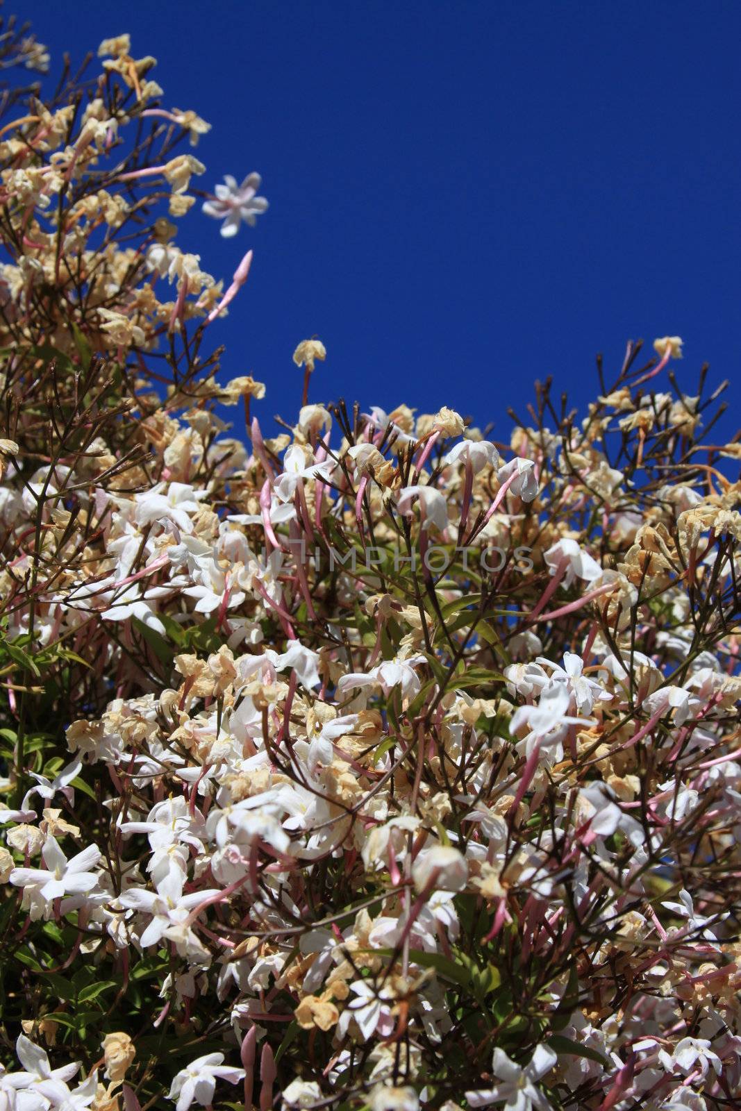 Cherry blossoms close up over clear blue sky.