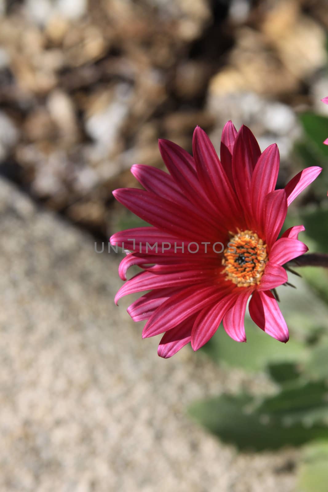 Close up of the daisy flower.