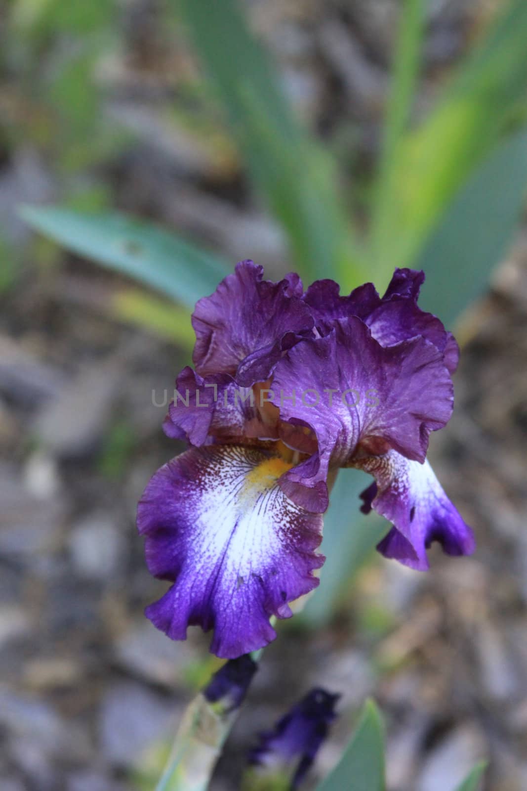 Iris flower on a sunny day.