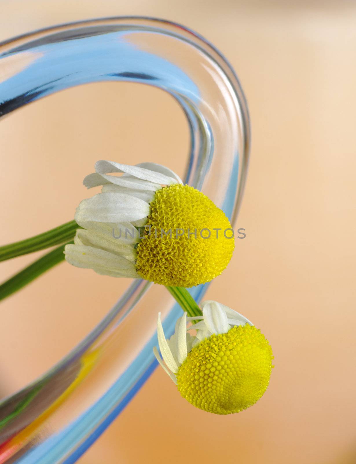 Camomile flowers with handle of a glass cup (Selective Focus, Focus on the front of the two flowers)