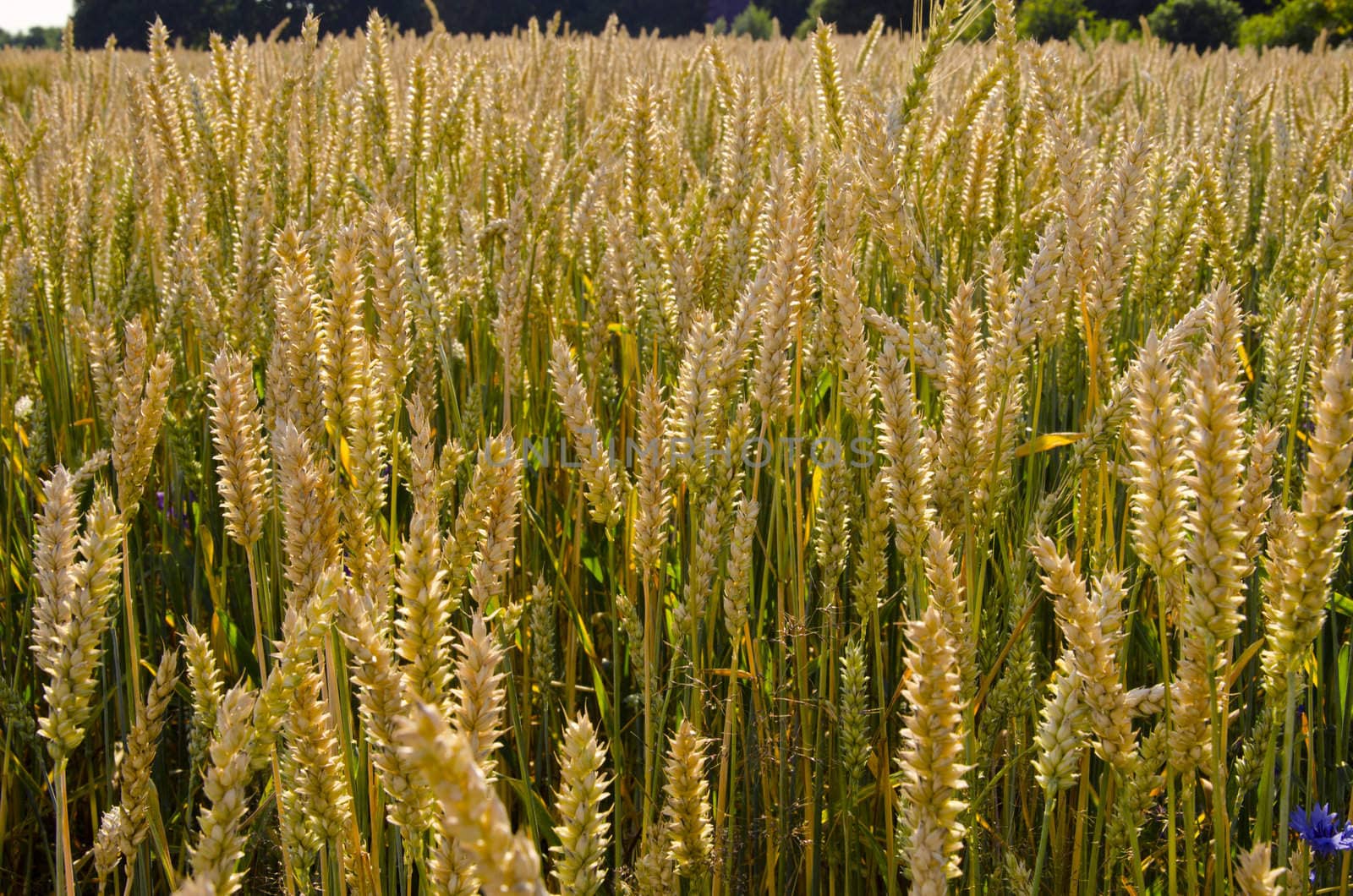 Ripe wheat ears in agricultural field beautifully lit by sun.