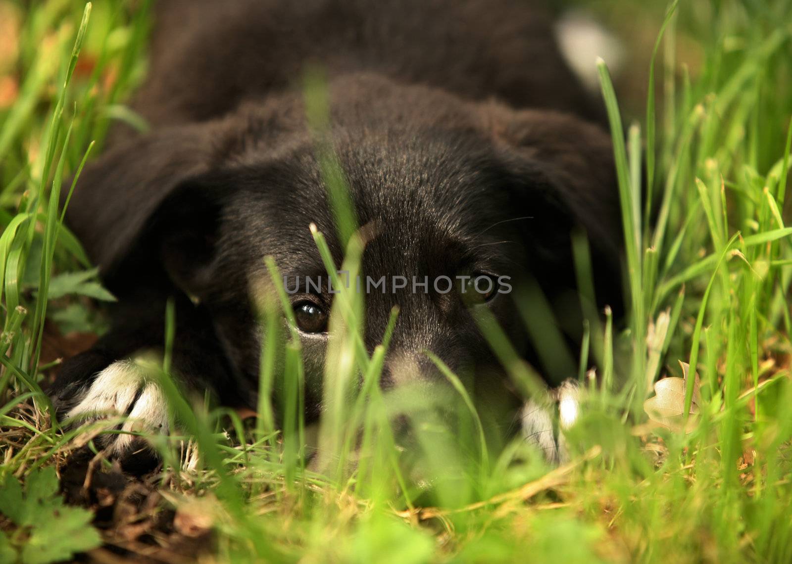The sad small dog lays in a grass