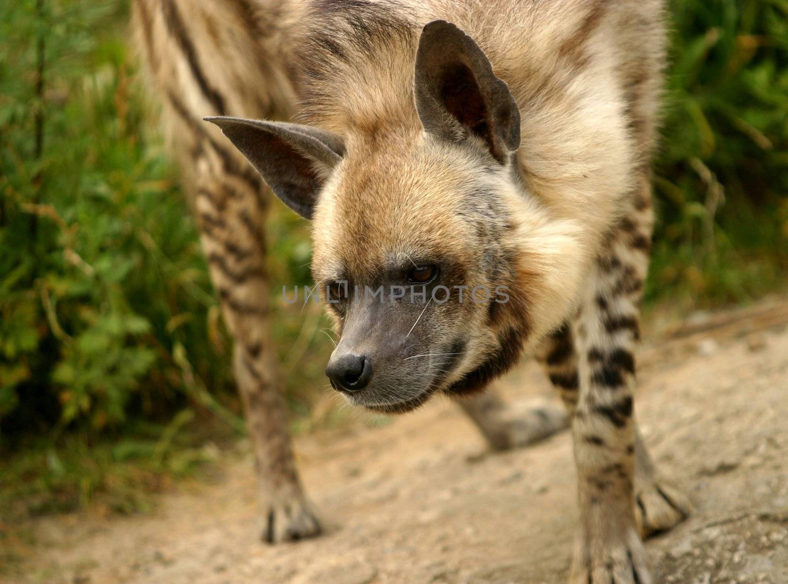 Hyena in zoo