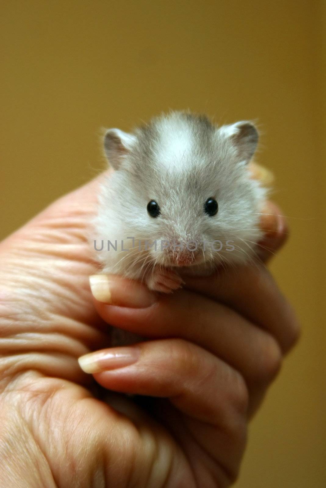 Small hamster in a female hand