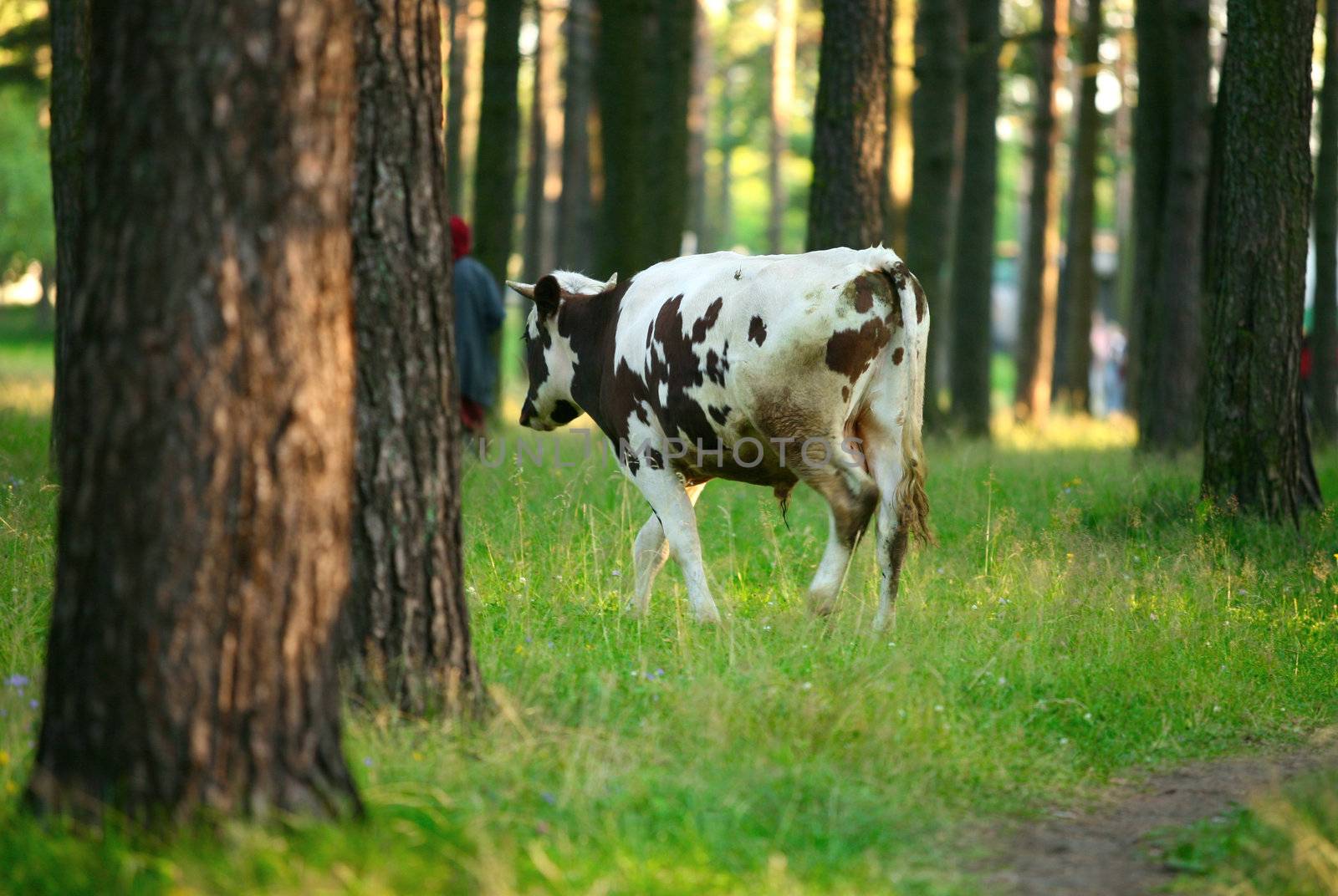 A black-white grazing cow in green meadow in forest