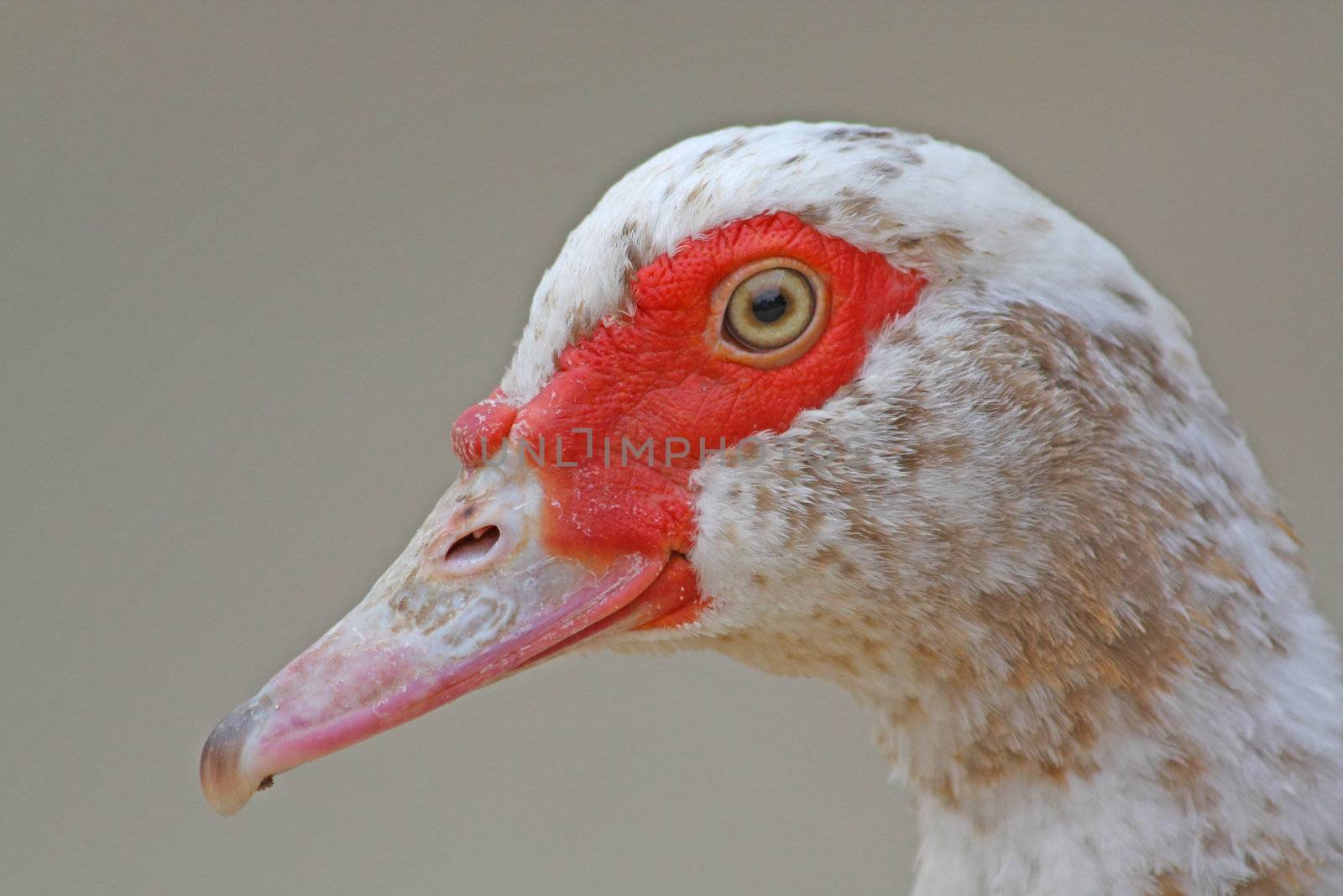 Turkey duck by Lessadar