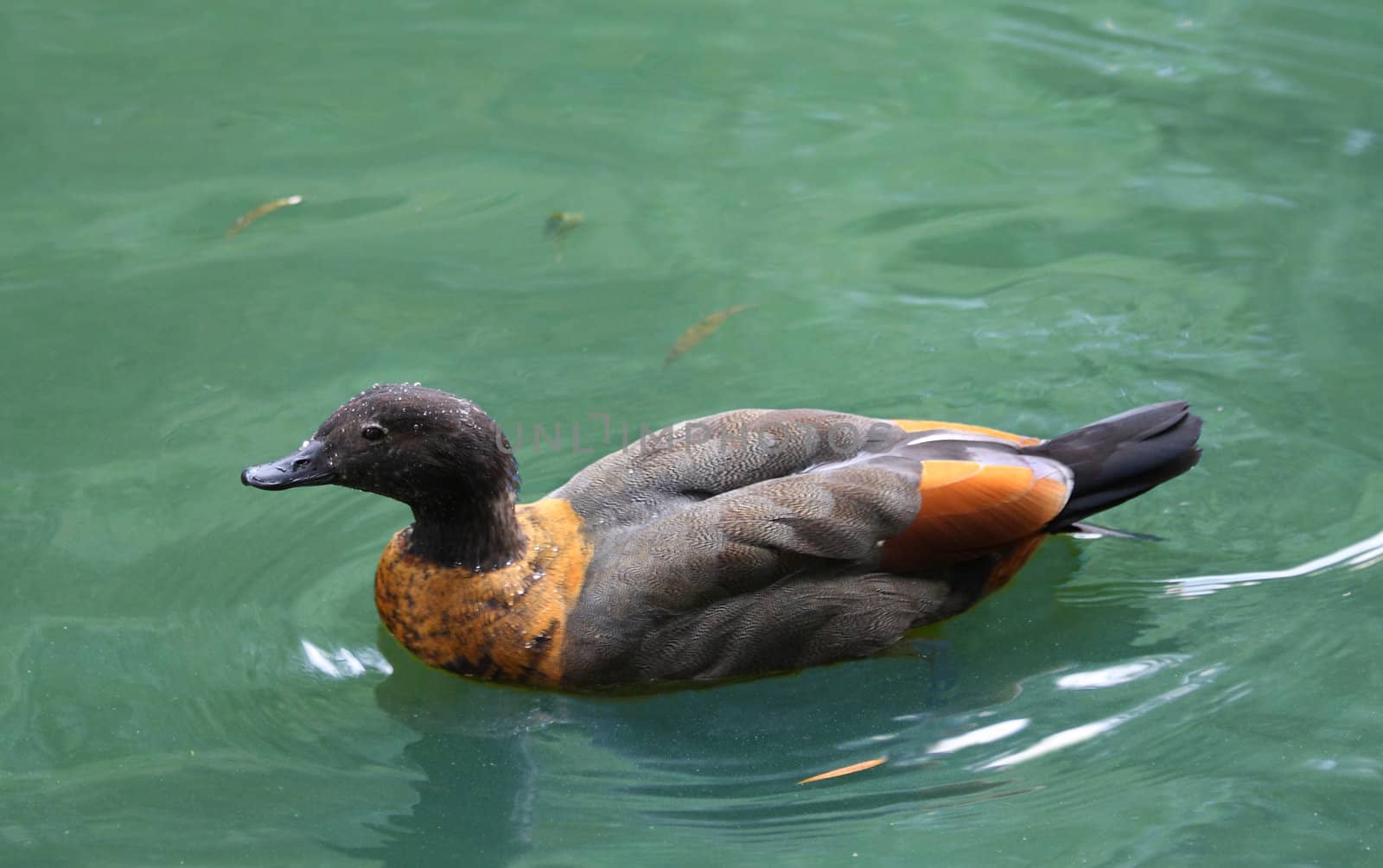 Swimming duck by Lessadar