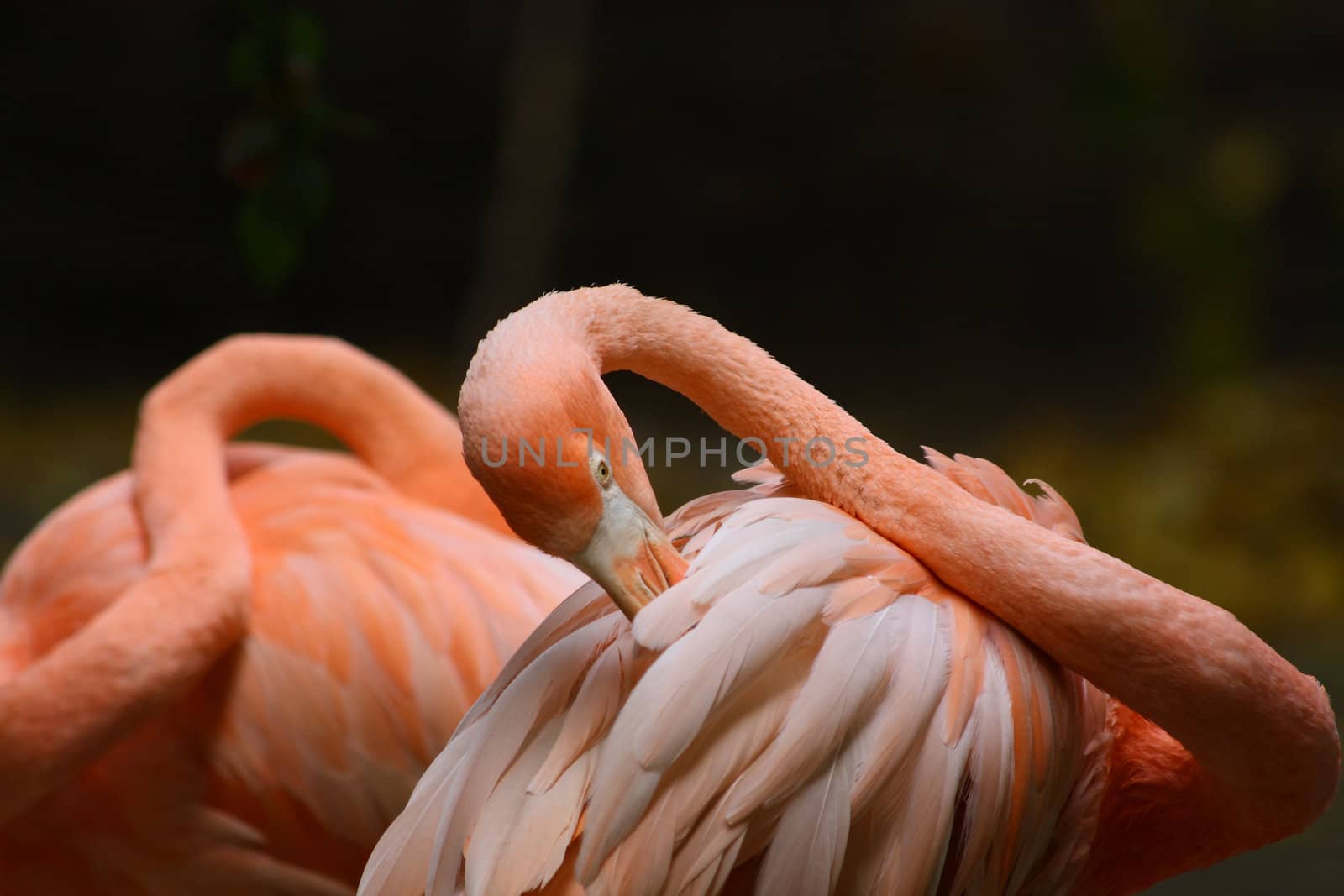 Beautiful pink flamingo cleaning its feathers.