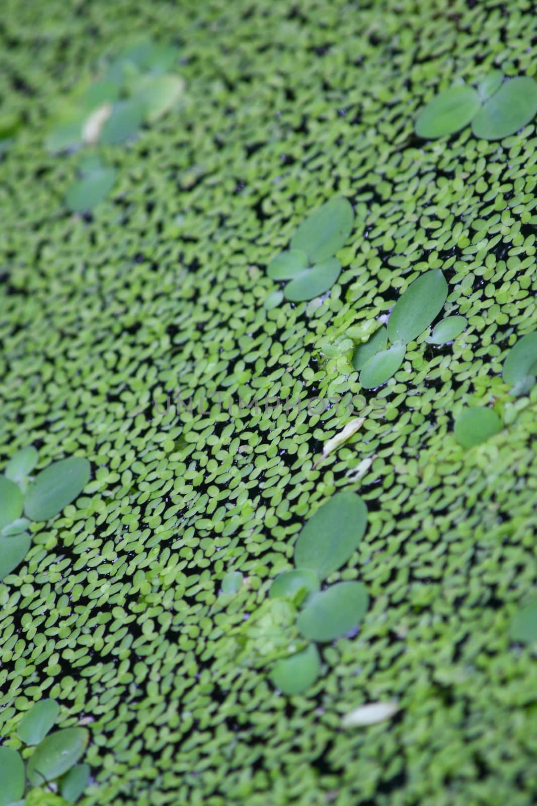 Close up of the green duckweed.