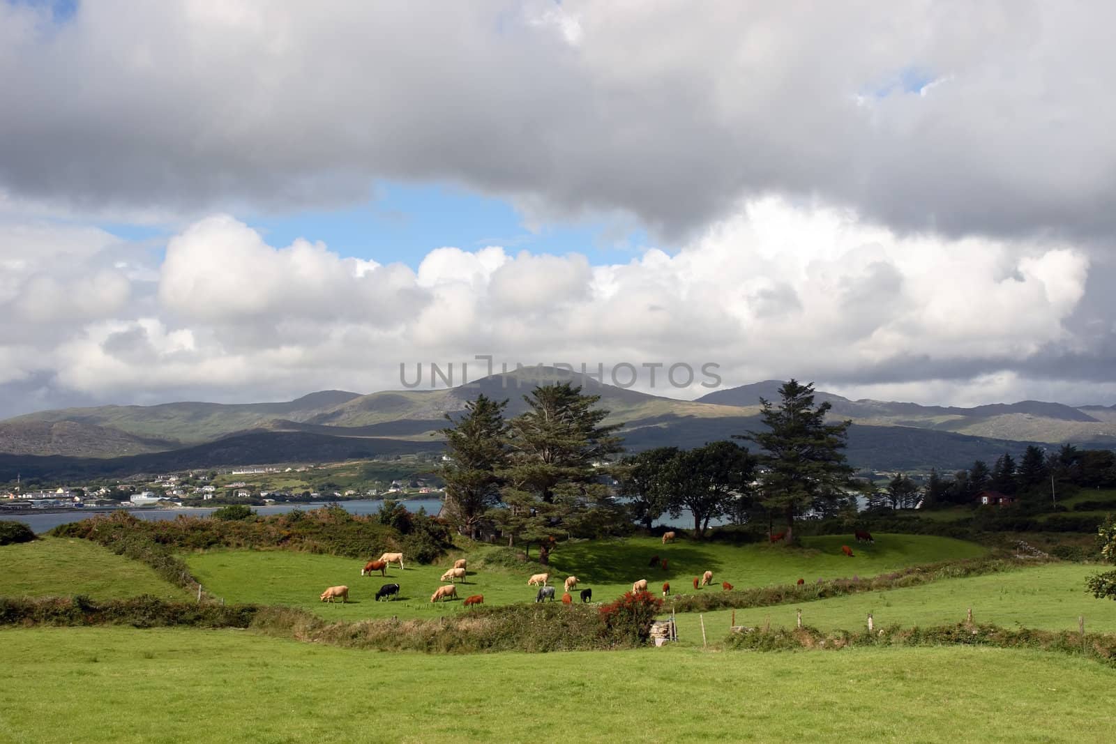 an irish island meadow with cattle grazing on lush green grass