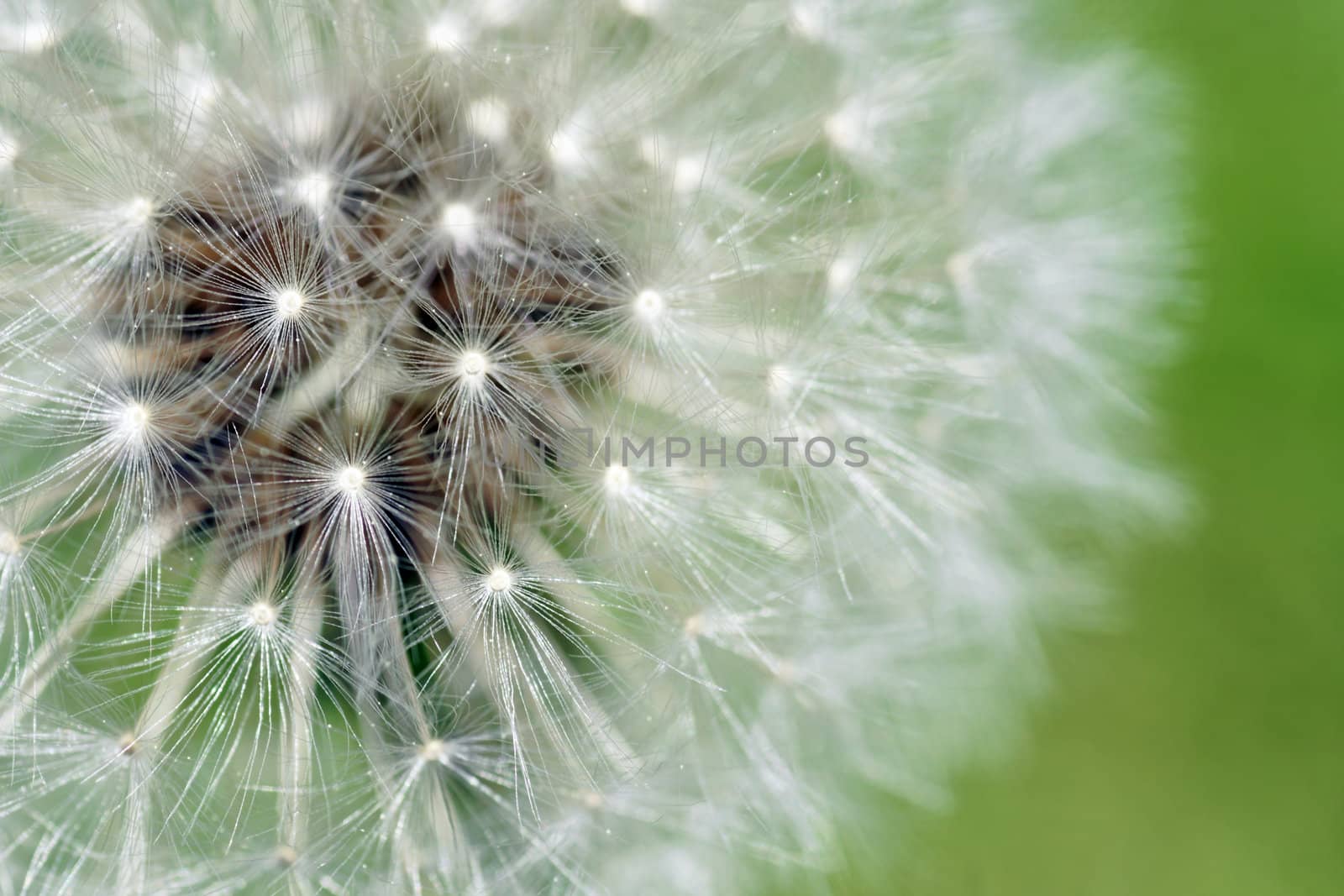 Macro of dandelion fluffy seeds over green background