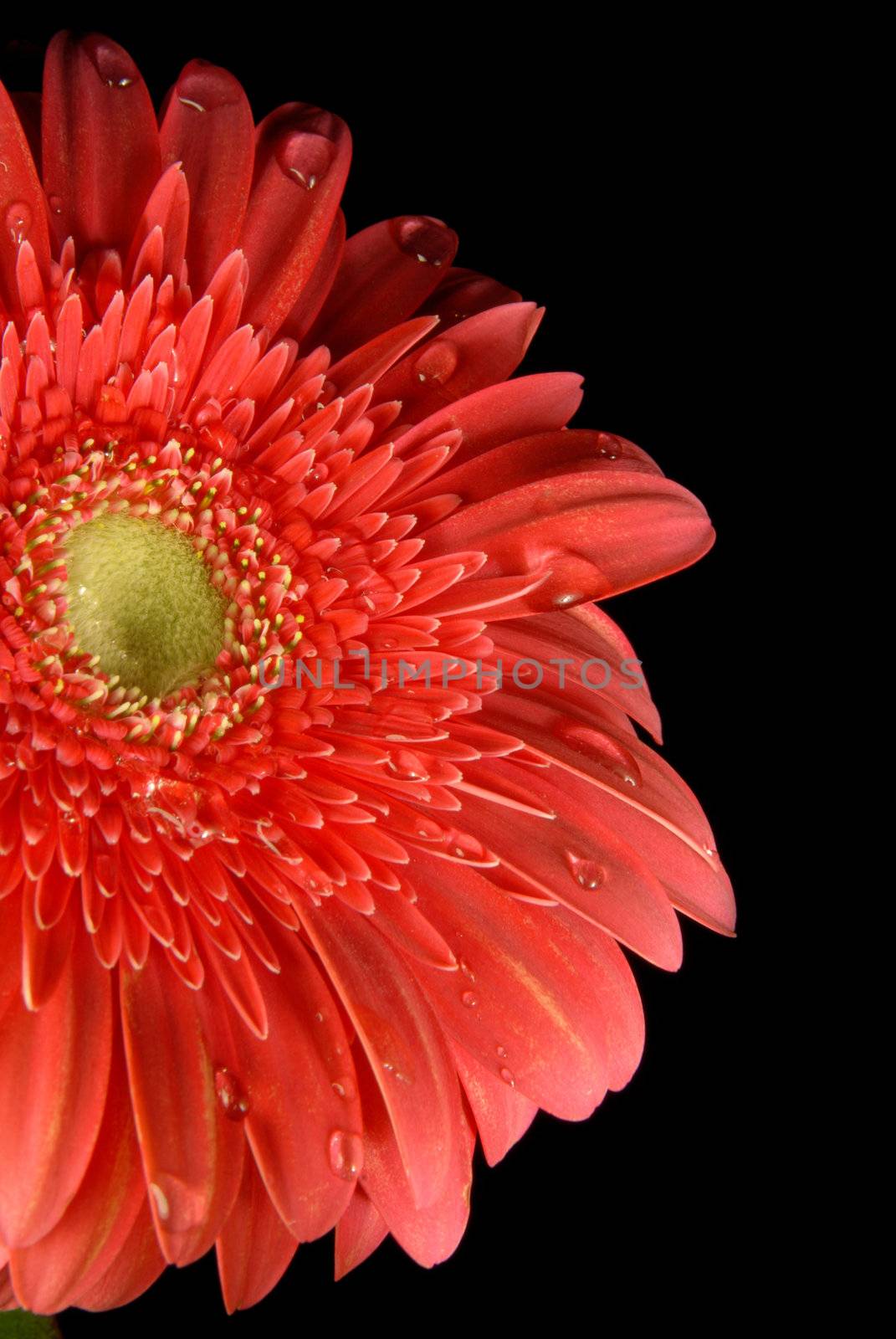 A red gerbera flower with little water drops on black background.