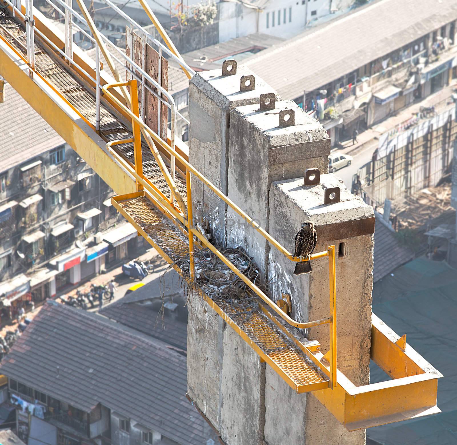 bird kite stalking on a crane near its nest