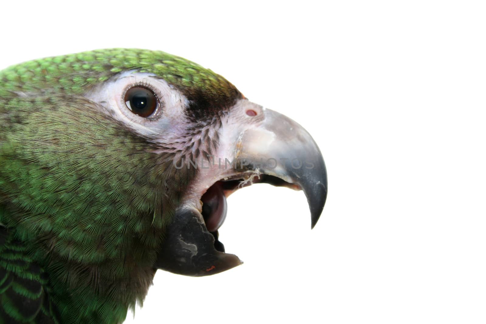 6 month old Jardine parrot on a white background, yawning