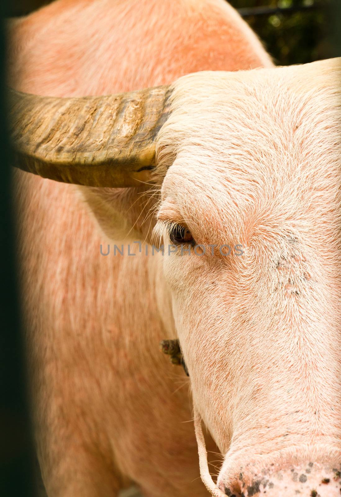 An albino water buffalo close-up  in the zoo ,Thailand