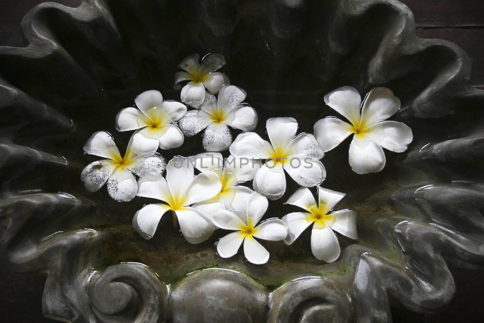 Frangipani flowers and stones in SPA by haiderazim