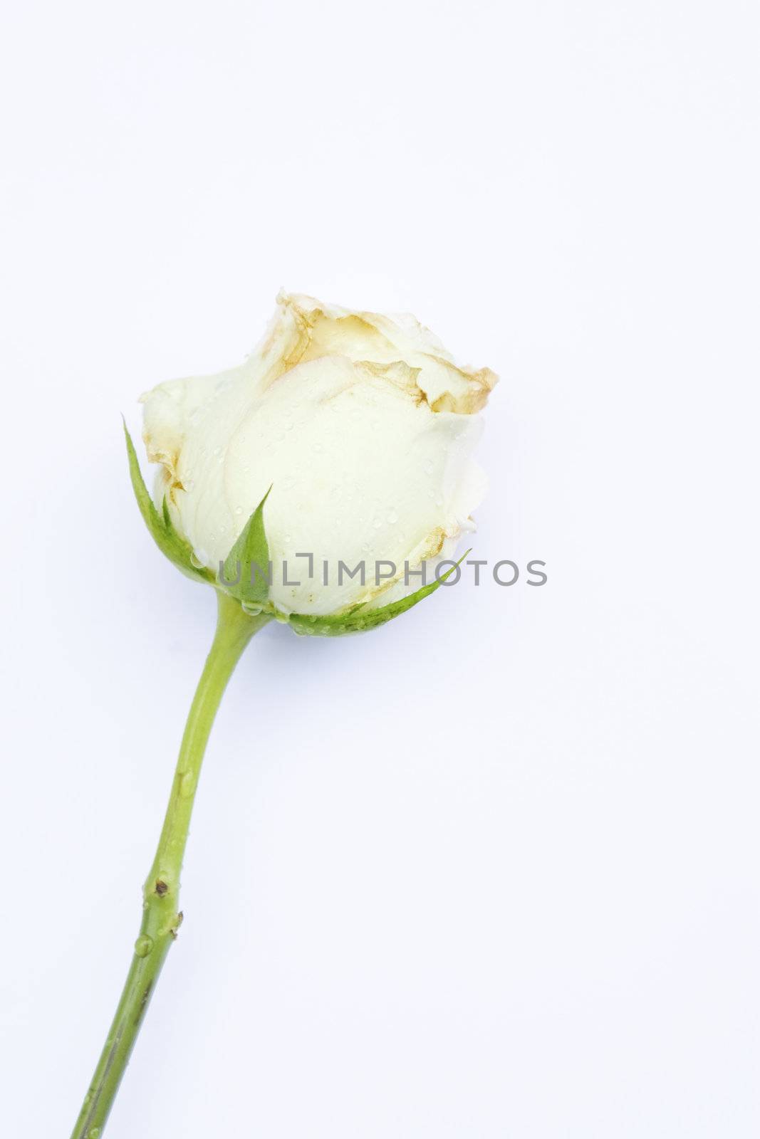Beautiful white rose by haiderazim