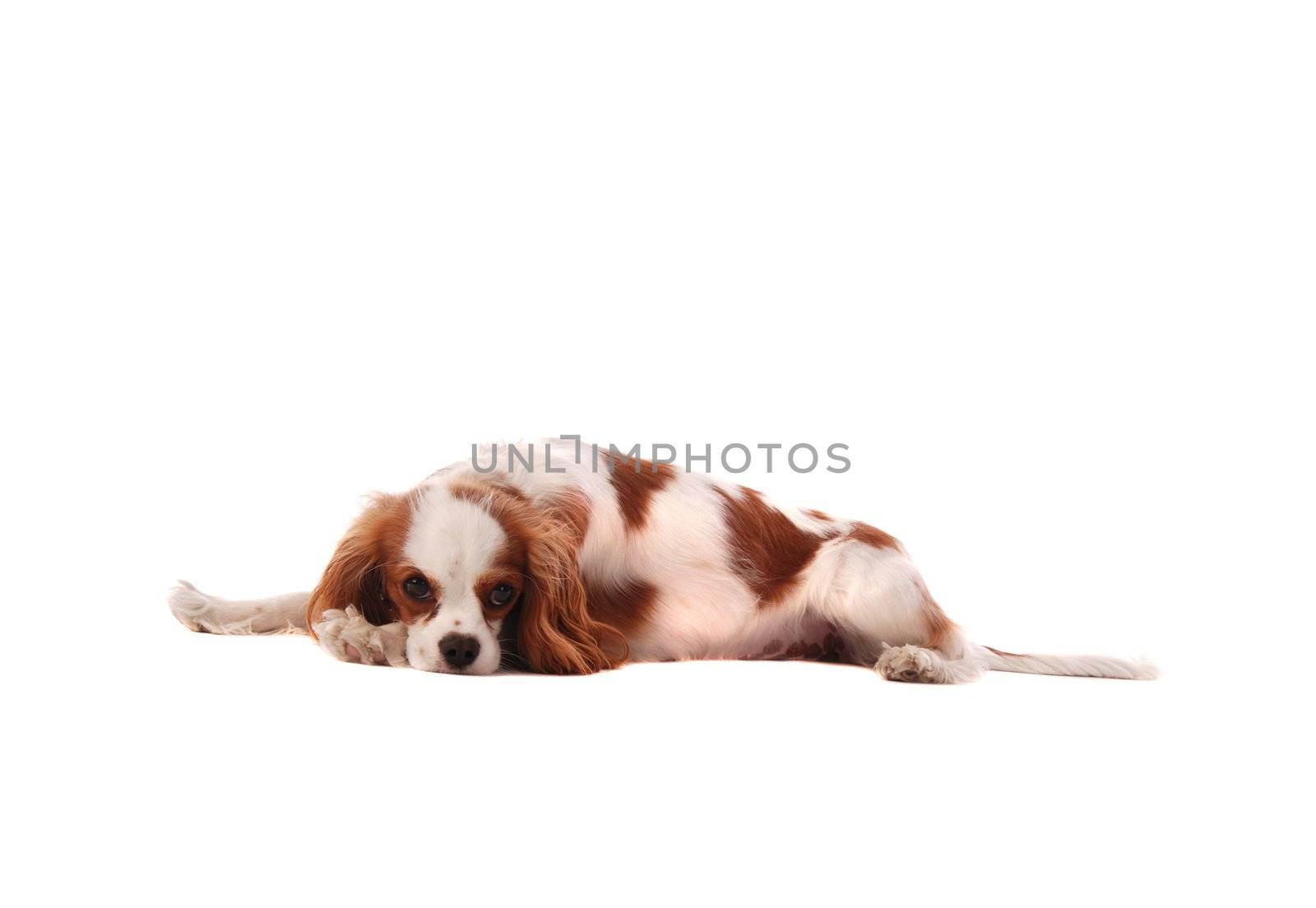 A Cavalier King Charles Spaniel puppy laying down on white.
