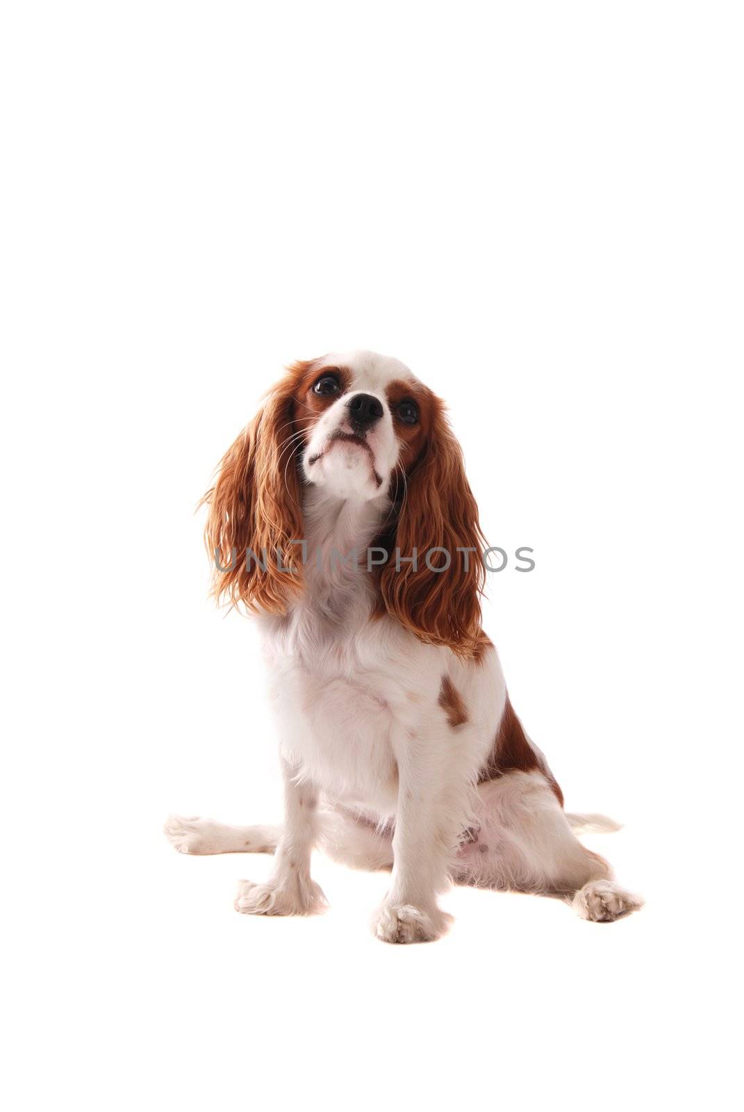 A Cavalier King Charles Spaniel sitting on white.