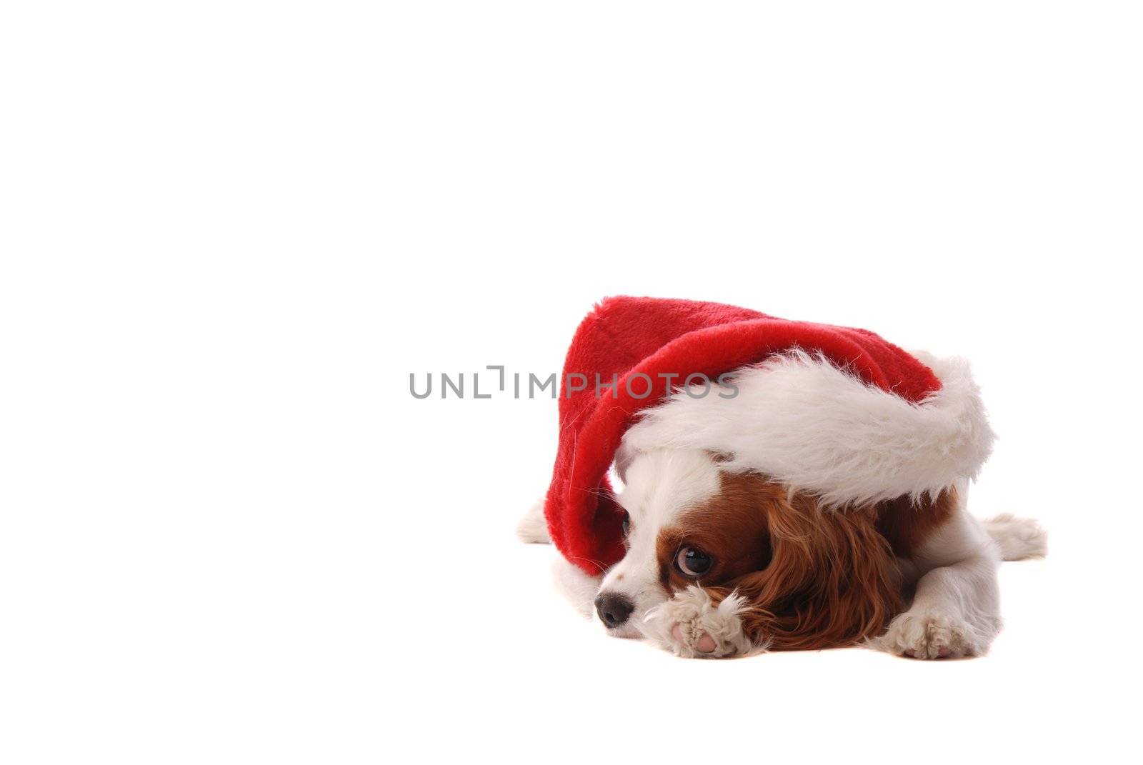 A Cavalier King Charles Spaniel puppy in Santa Hat, Christmas theme.