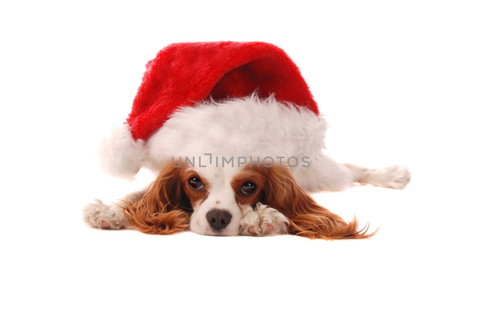 A Cavalier King Charles Spaniel puppy in a Santa Hat, Christmas theme.