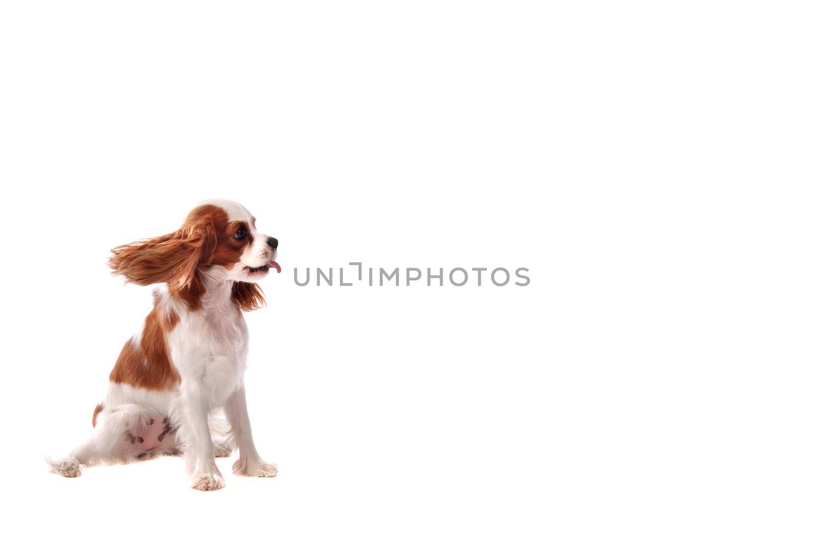 A Cavalier King Charles Spaniel puppy sticking out it's tongue.