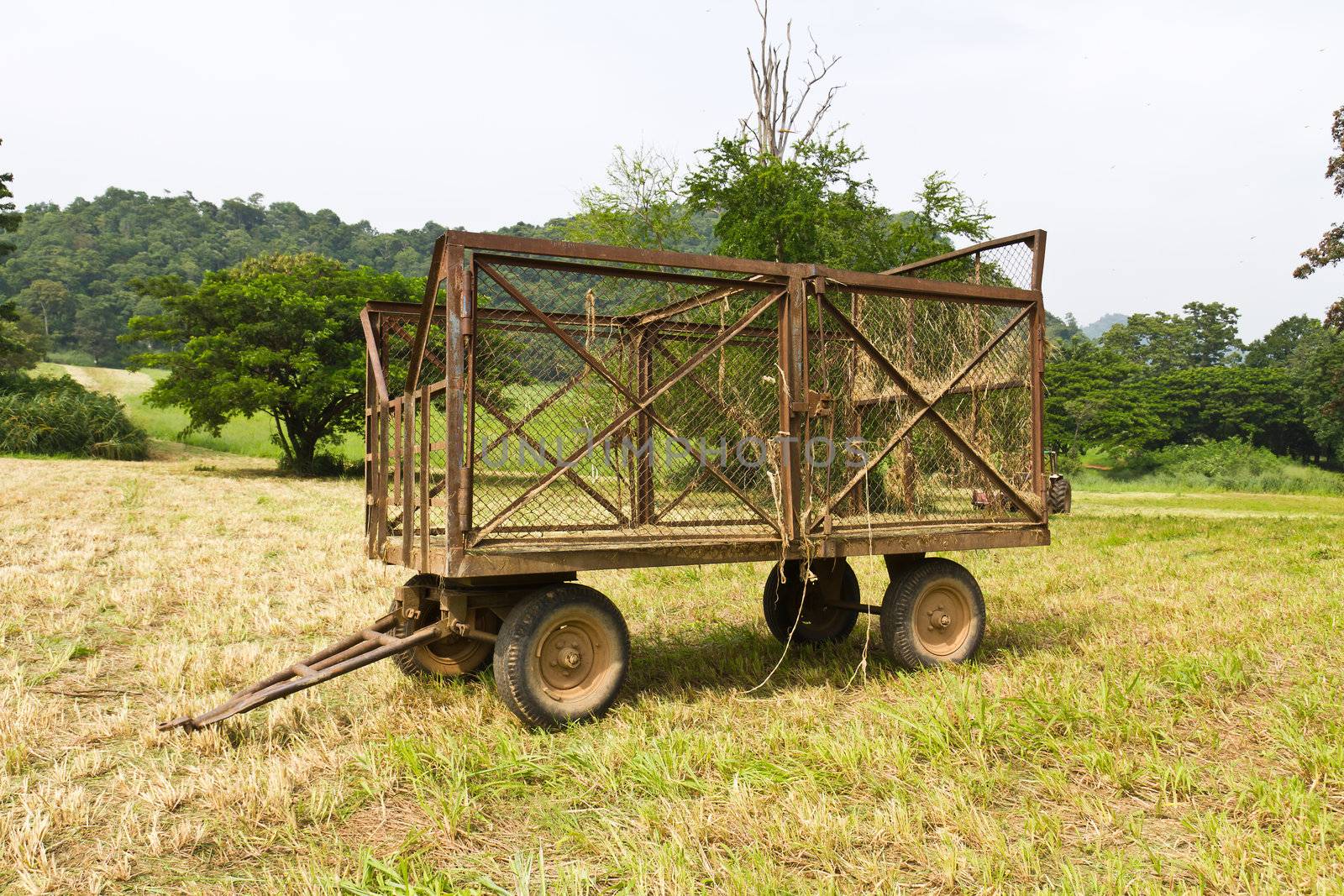 Hay wagon with fresh cut hay or straw