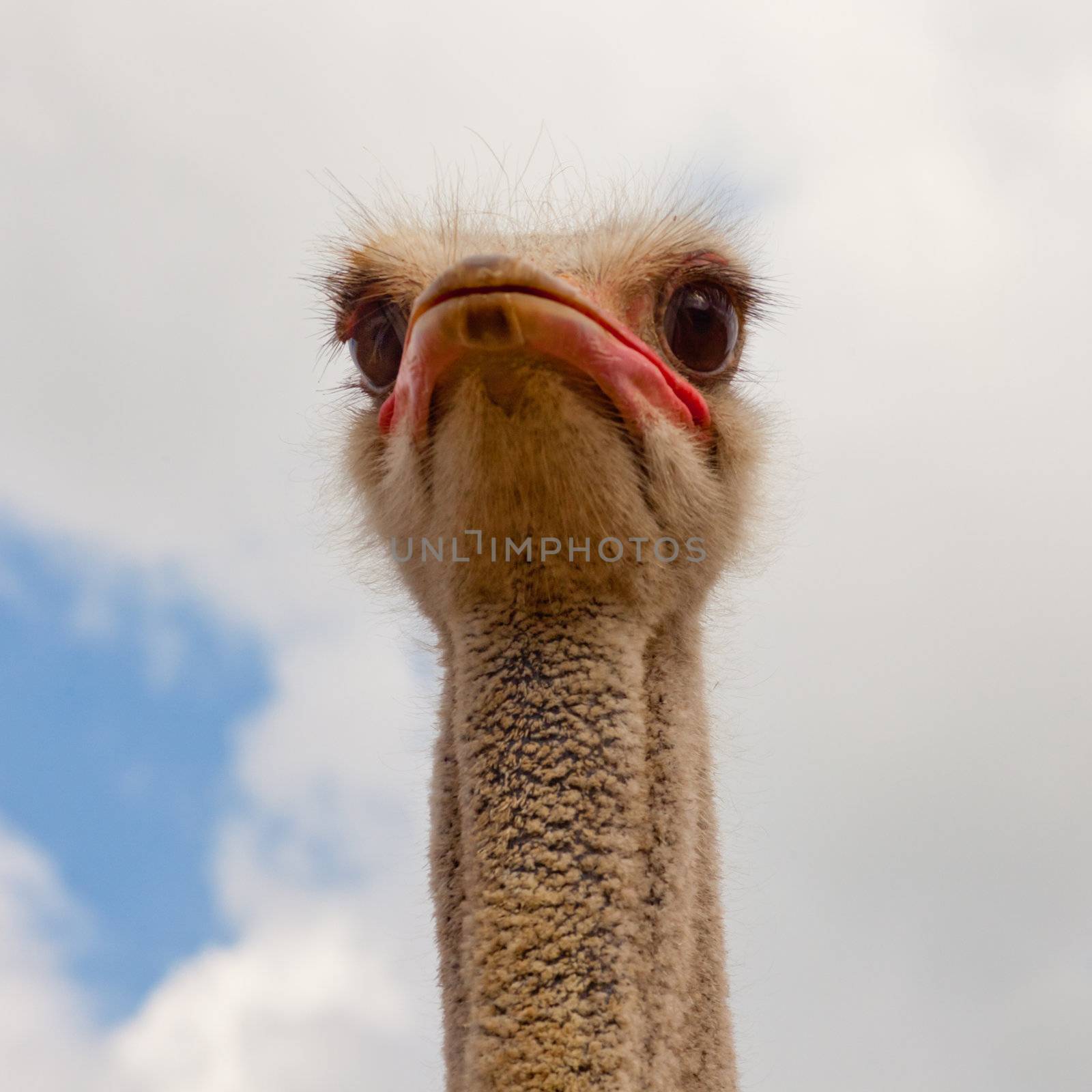 Close-up portrait of african bird ostrich, Struthio camelus