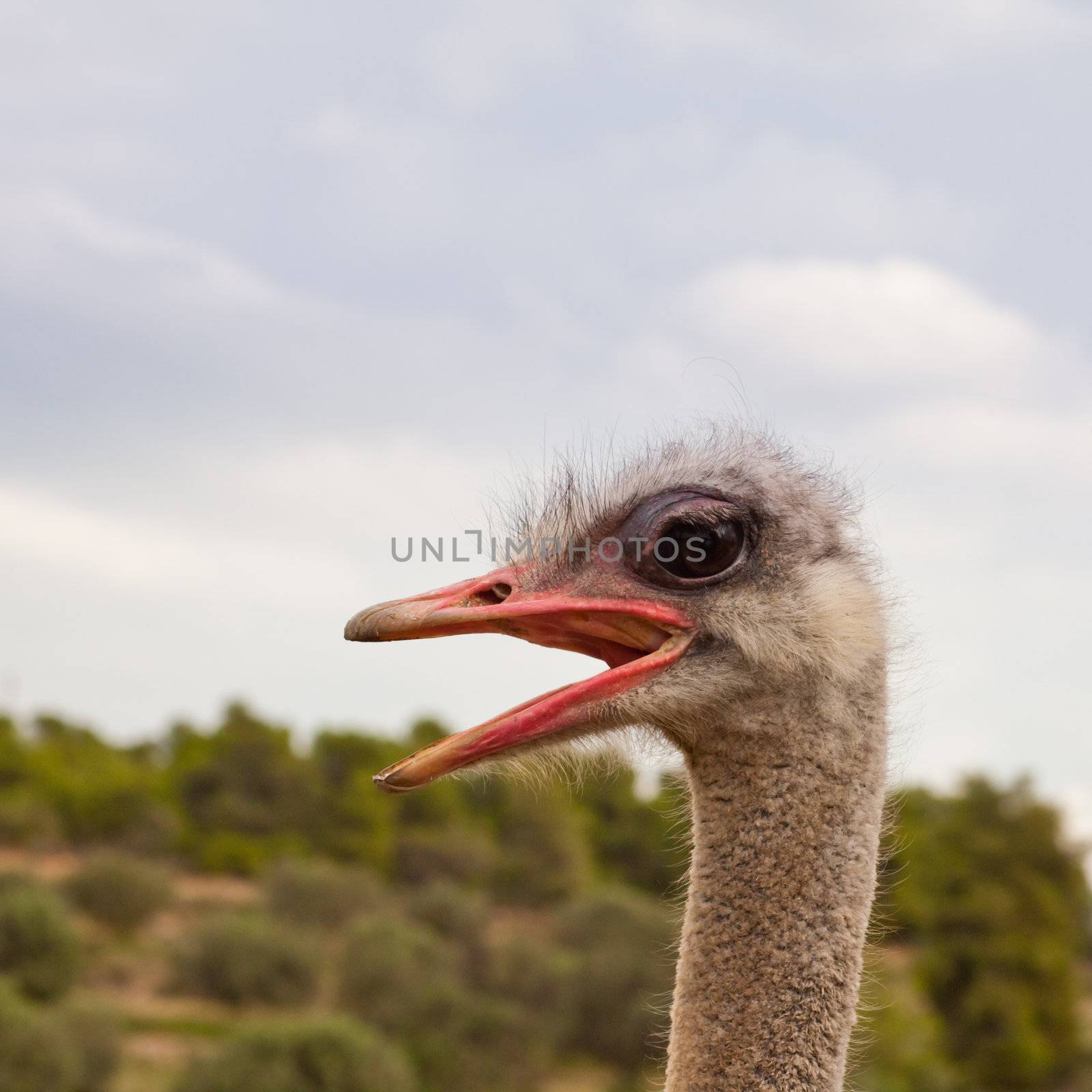 Close-up portrait of african bird ostrich, Struthio camelus