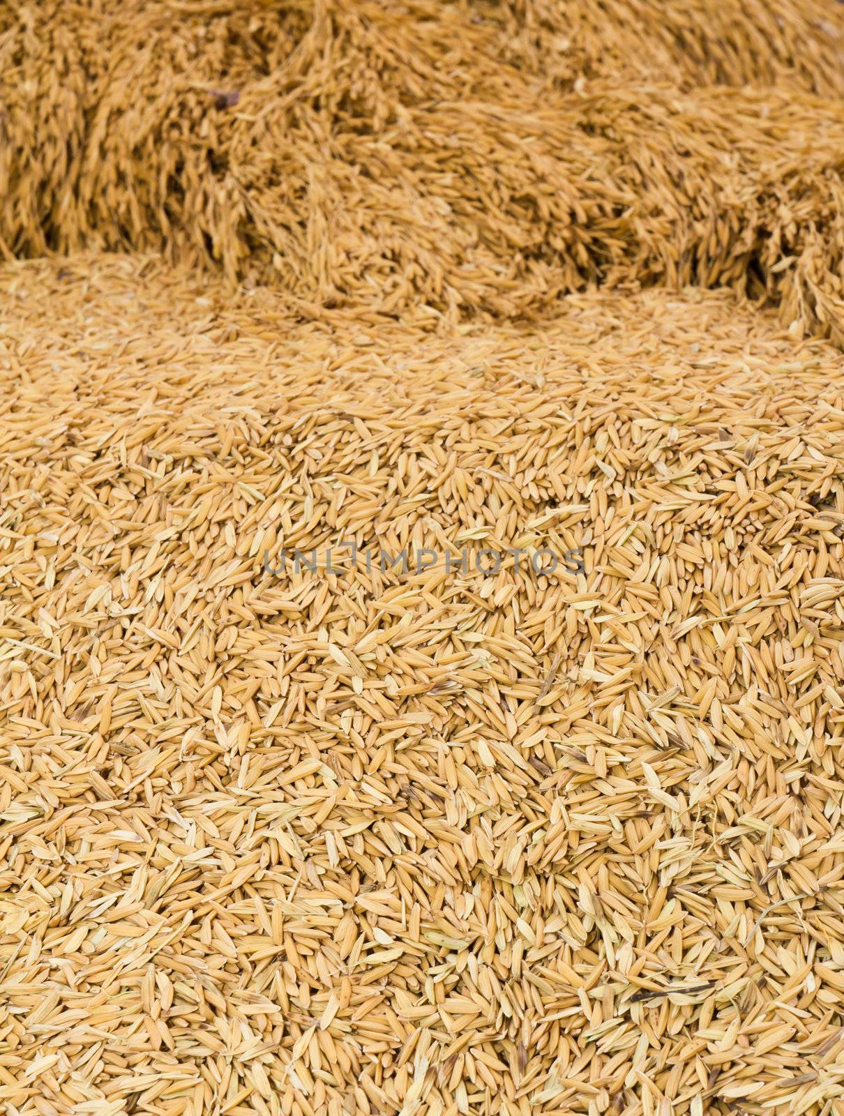 Pile of paddy in brown shell from Thailand