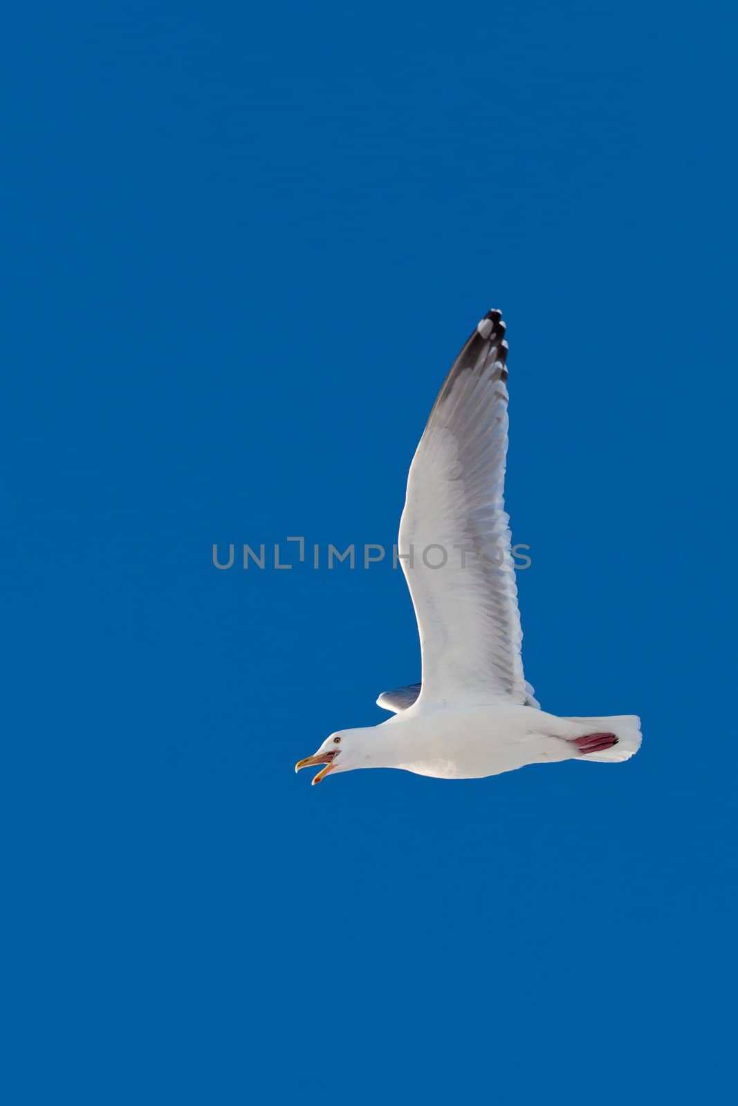 Calling herring gull flying in blue sky by PiLens