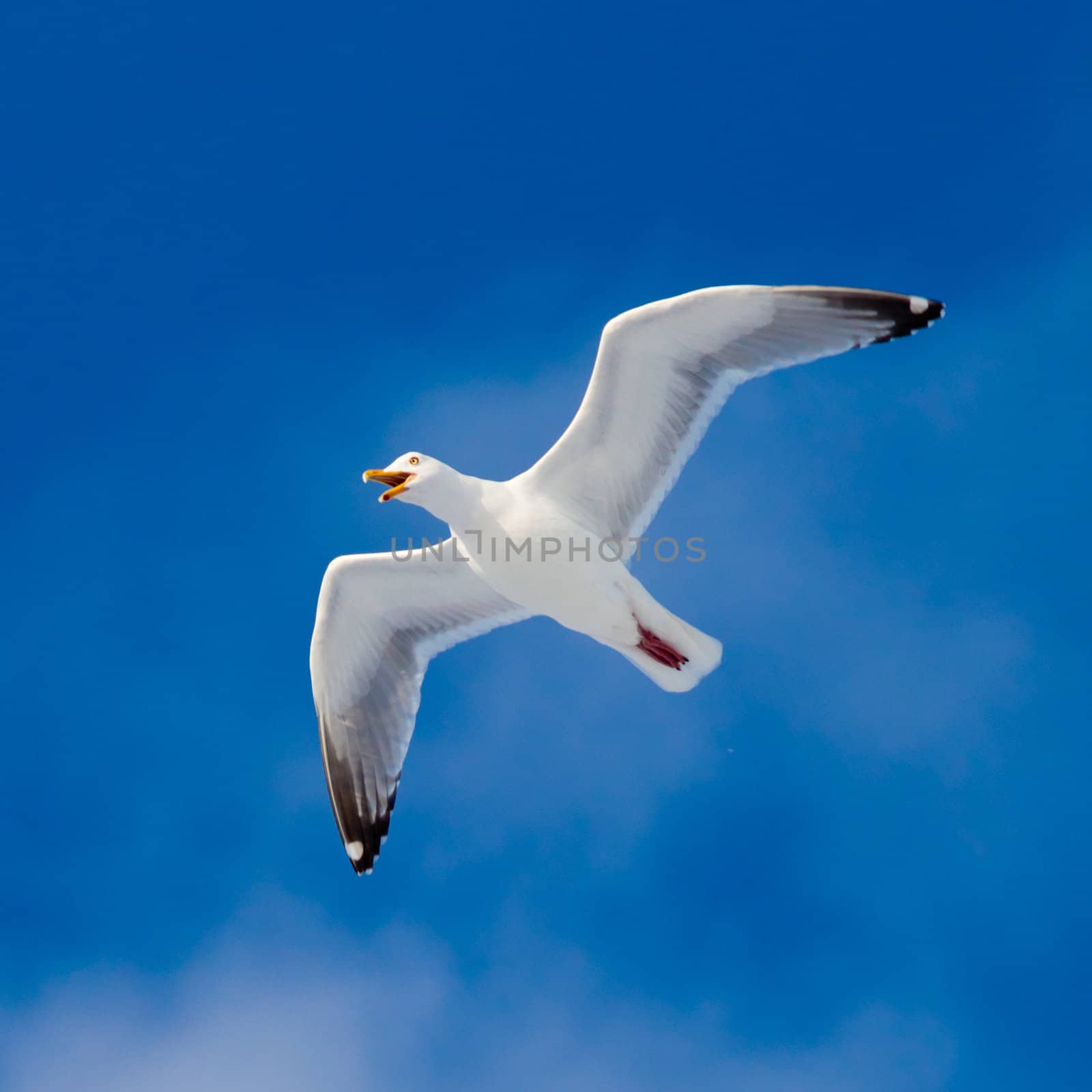 Calling herring gull(Larus argentatus) with open beak flying in blue sky.