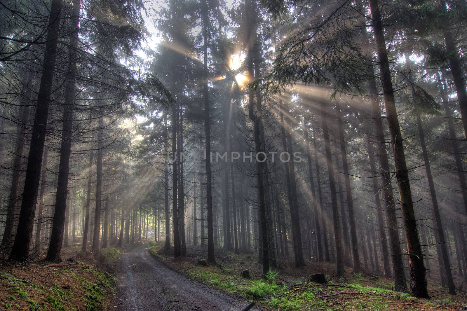 Image of the coniferous forest early in the morning - early morning fog