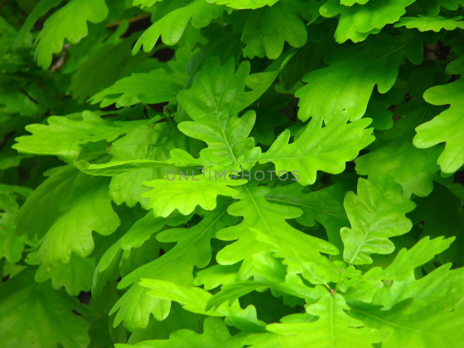 Oak green leaves by velza1980