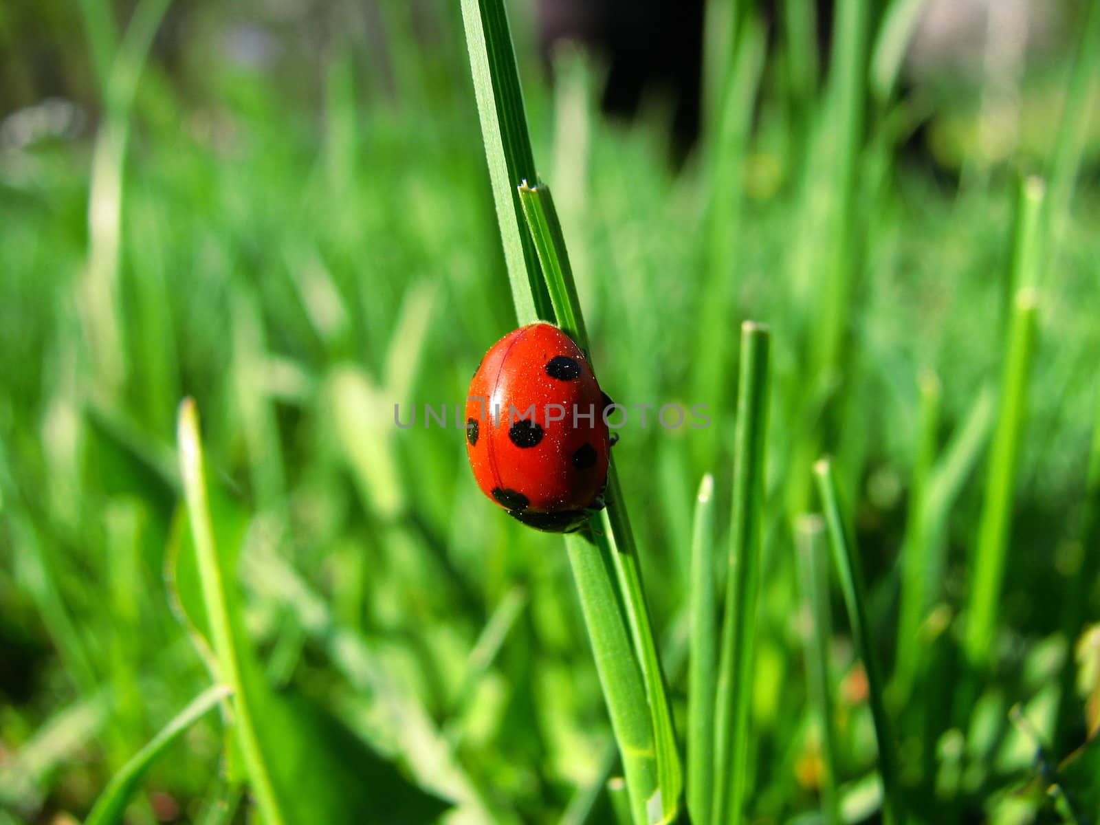 Ladybird in the green grass by velza1980