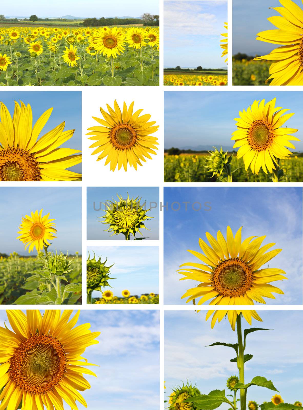 Sunflower  pictures  by stoonn